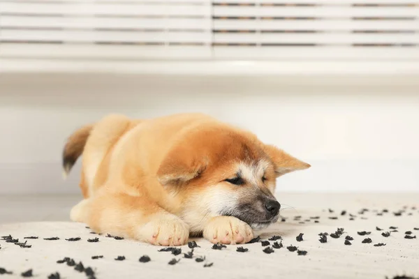 Carino Cucciolo Akita Inu Casa Bambino Animale — Foto Stock