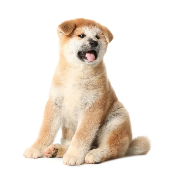 Lindo Cachorro Akita Inu Sobre Fondo Blanco Bebé Animal — Foto de Stock