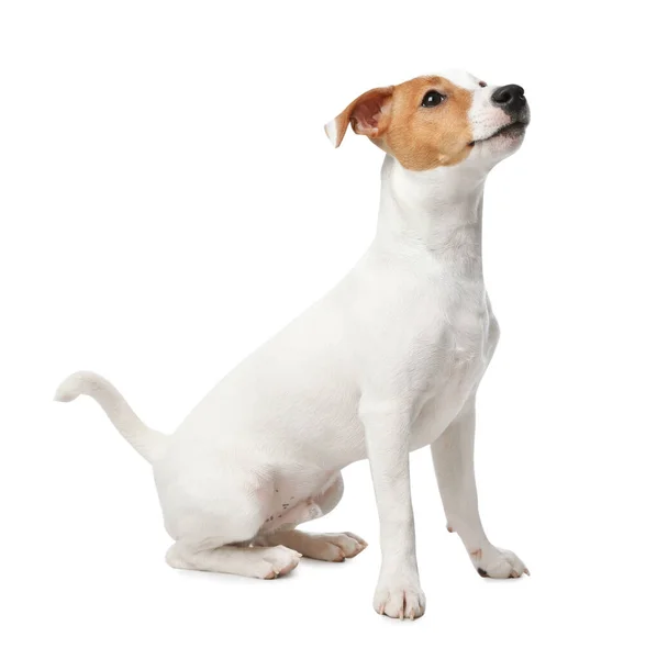 白い背景にかわいいジャック ラッセル テリア 素敵な犬 — ストック写真