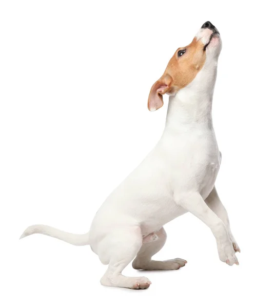 Carino Jack Russel Terrier Sfondo Bianco Che Bel Cane — Foto Stock