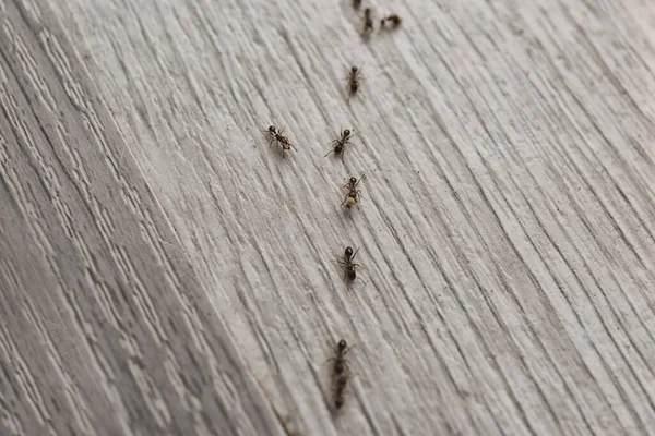 自宅で床に多くの黒いアリ 害虫駆除 — ストック写真