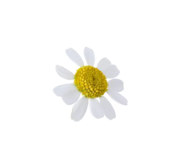 Beautiful Small Chamomile Flower Isolated White — Stock Photo, Image