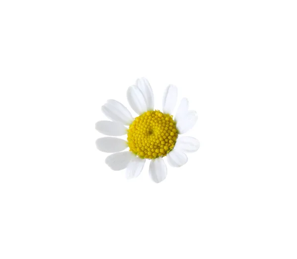 Belle Petite Fleur Camomille Isolée Sur Blanc — Photo