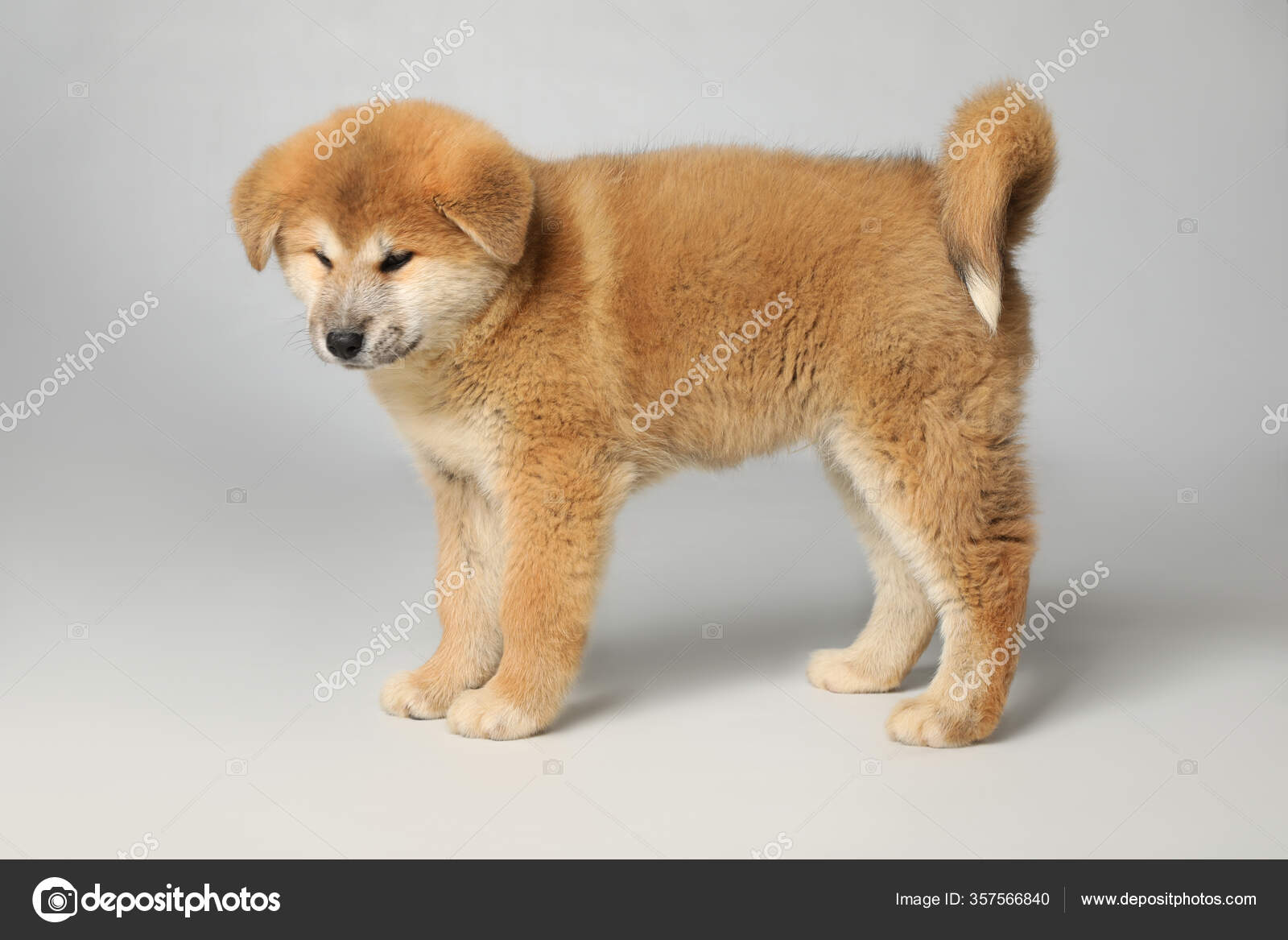 Cute Akita Inu Puppy White Background Baby Animal — Stock Photo