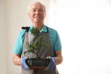 Japon bonsai bitkisi olan yaşlı adam içeride, mesaj için yer var. Evde zen atmosferi oluşturuluyor