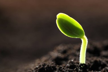 Toprakta büyüyen küçük yeşil tohum, yakın plan. Metin için boşluk