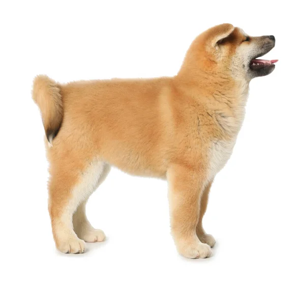 Söt Akita Inu Valp Vit Bakgrund Bebisdjur — Stockfoto