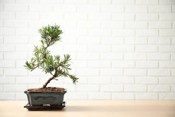 Fábrica Bonsai Japonês Mesa Madeira Espaço Para Texto Criando Atmosfera — Fotografia de Stock