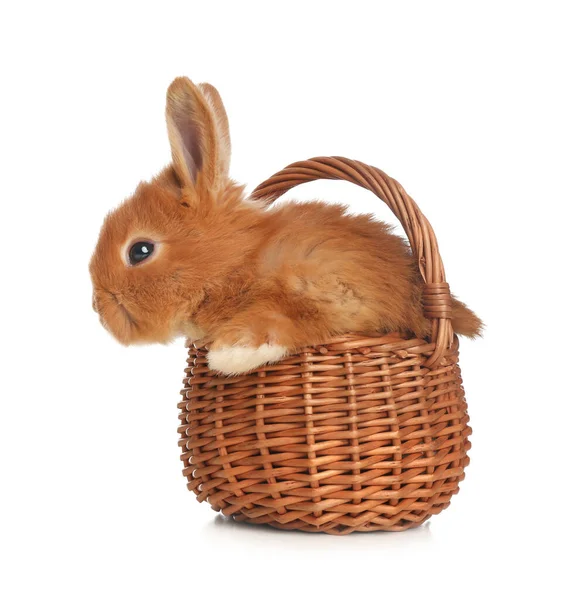 Adorable Fluffy Bunny Wicker Basket Isolated White Easter Symbol — Stock Photo, Image