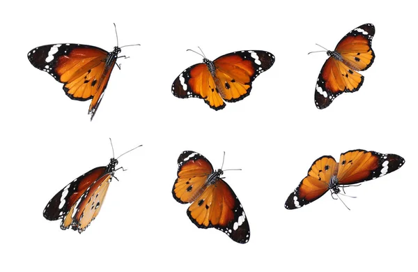 白い背景に多くの飛行塗装女性蝶のセット — ストック写真