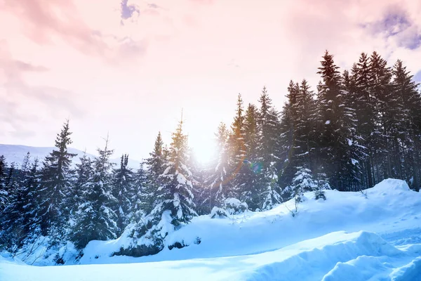 Живописный Вид Снежных Хвойных Лесов Зимний День — стоковое фото