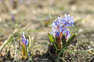 Güzel leylak alp çiçekleri bahçede