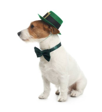 Beyaz arka planda cüce şapkalı ve papyonlu Jack Russell Terrier. Aziz Patrick Günü