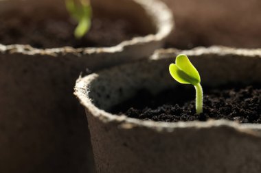 Toprakta yetişen küçük yeşil fidanlı saksılar, yakın plan.