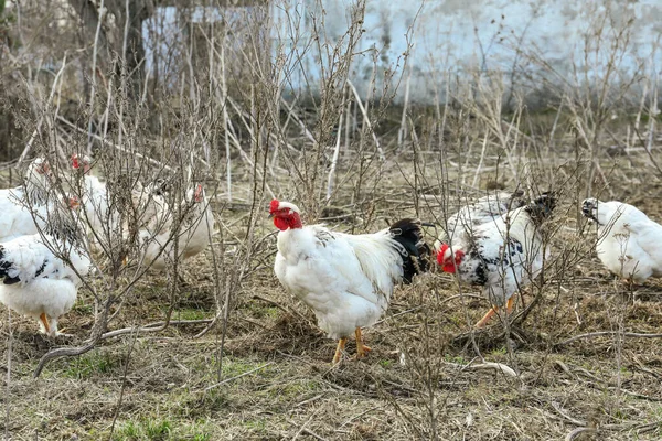 Herde Schöner Weißer Hühner Die Draußen Spazieren — Stockfoto