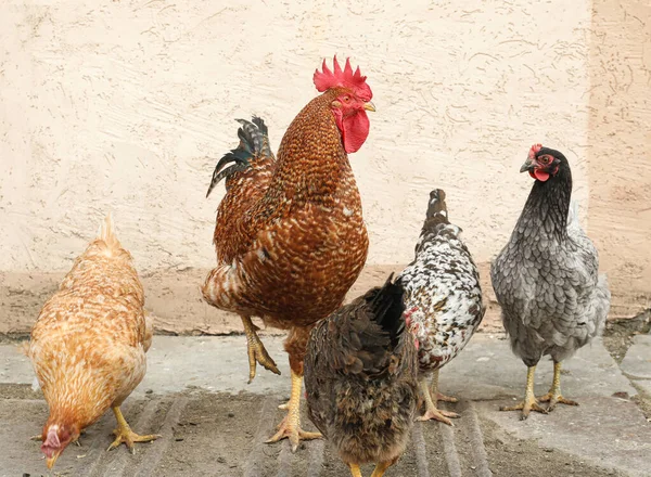Schöne Bunte Hühner Und Hähne Hof Haustiere — Stockfoto