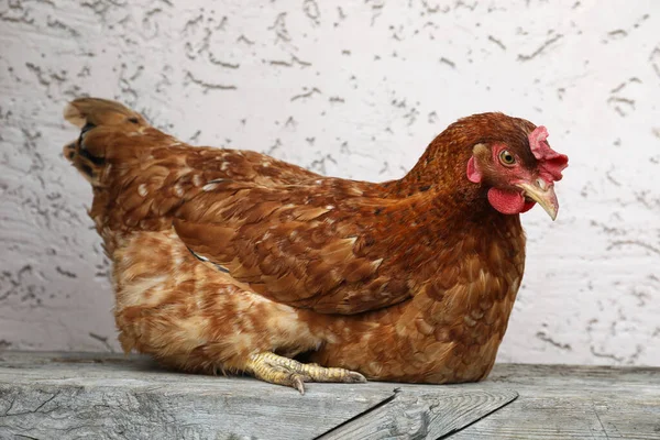 Beautiful Red Chicken Light Background Domestic Animal — Stock Photo, Image