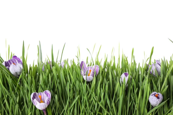 Hierba Verde Fresca Flores Azafrán Sobre Fondo Blanco Temporada Primavera — Foto de Stock