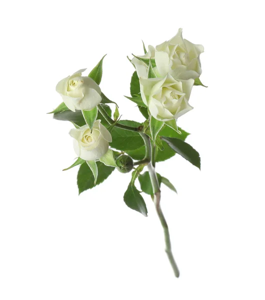 美丽的绽放的玫瑰花朵 与白色隔离 — 图库照片