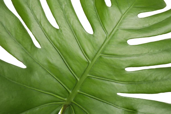 Hoja Tropical Verde Fresca Aislada Blanco Primer Plano —  Fotos de Stock