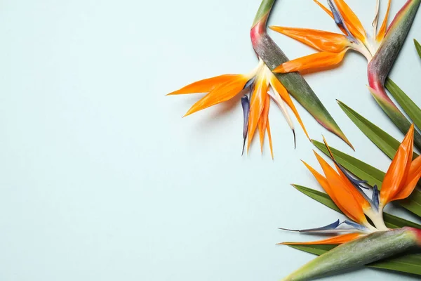 光の背景に楽園の熱帯の花の鳥 フラットレイアウト テキストのスペース — ストック写真