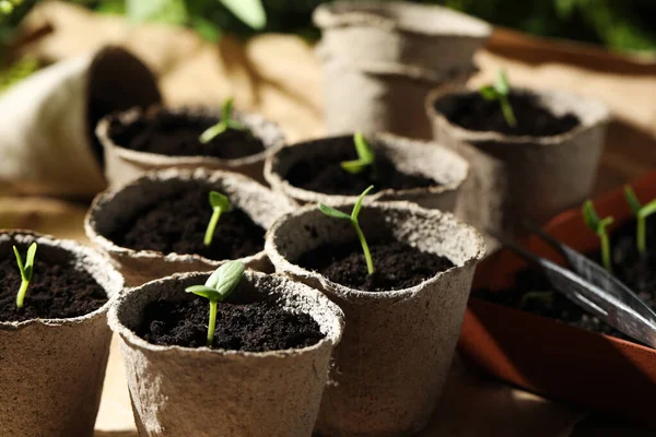 Jeunes Plants Dans Des Pots Tourbe Sur Table — Photo