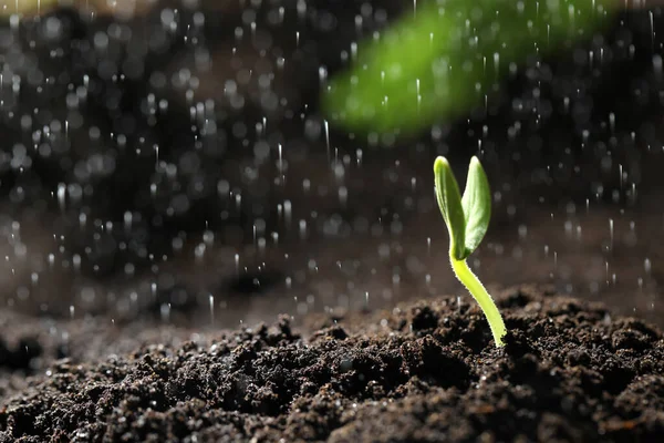 Water Sprenkelen Kleine Groene Zaailing Bodem Close Ruimte Voor Tekst — Stockfoto