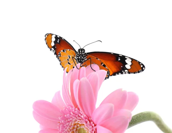 Flower Beautiful Painted Lady Butterfly Isolated White — Stock Photo, Image