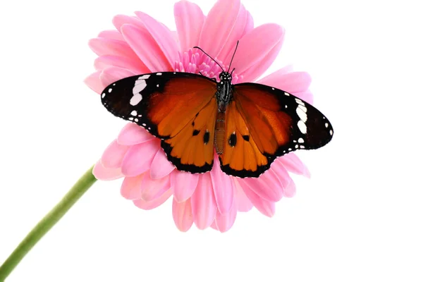 Цветок Красивой Окрашенной Бабочкой Изолирован Белом — стоковое фото