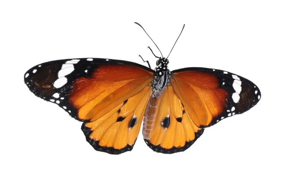 Hermosa Mariposa Dama Pintada Aislada Blanco —  Fotos de Stock