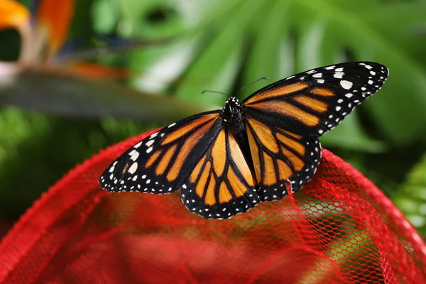 Beautiful monarch butterfly on net in garden