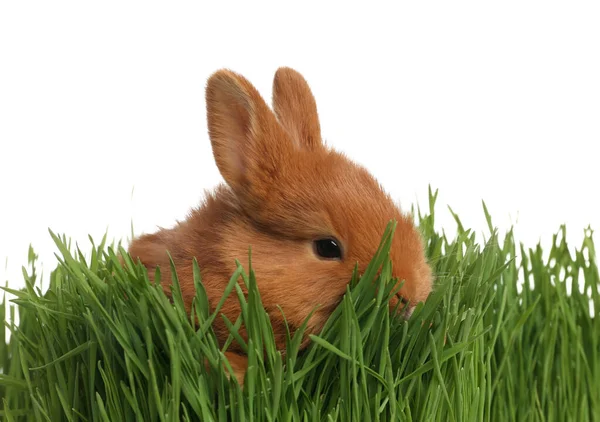 Adorable Fluffy Bunny Green Grass Easter Symbol — Stock Photo, Image