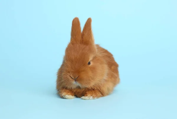 Adorable Fluffy Bunny Light Blue Background Easter Symbol — Stock Photo, Image
