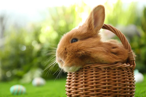 Adorable Fluffy Bunny Wicker Basket Outdoors Closeup Easter Symbol — Stock Photo, Image