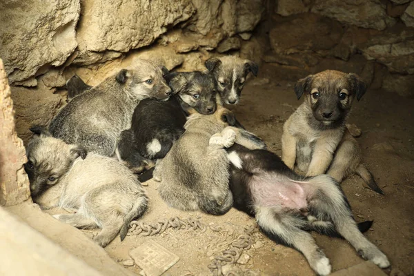 被遗弃的房子里的无家可归的小狗 流浪的小动物 — 图库照片