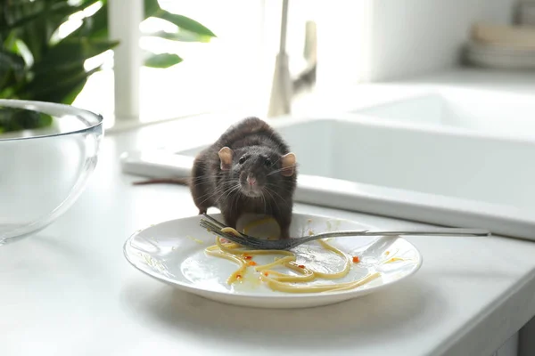 Rat Bijna Vuil Bord Het Aanrecht Bestrijding Van Plagen — Stockfoto