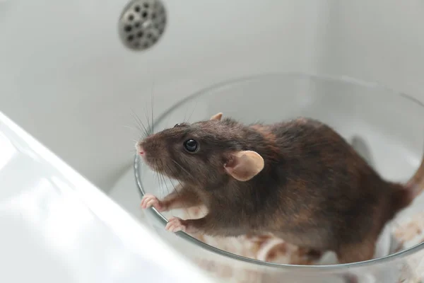 Ratte Und Schmutziges Geschirr Der Spüle Schädlingsbekämpfung — Stockfoto