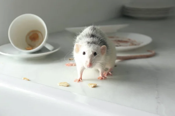 Ratte Neben Schmutzigem Geschirr Auf Dem Tisch Haus Schädlingsbekämpfung — Stockfoto