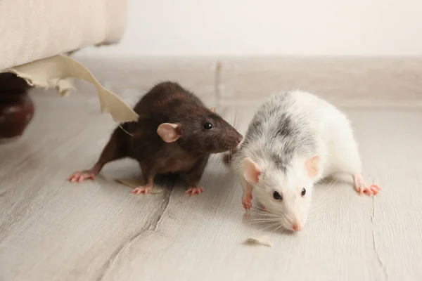 Rats Près Meubles Endommagés Intérieur Lutte Antiparasitaire — Photo