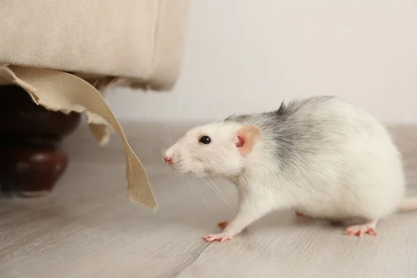 Szczur Pobliżu Zniszczonych Mebli Wewnątrz Zwalczanie Szkodników — Zdjęcie stockowe