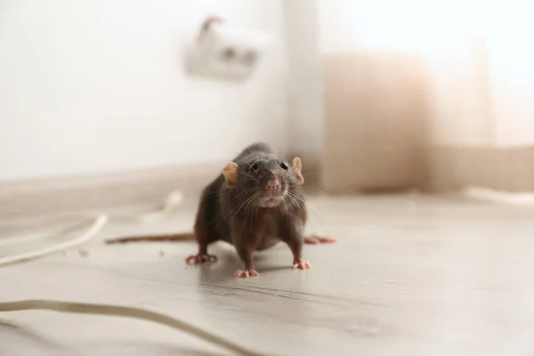 Rat Brun Par Terre Intérieur Lutte Antiparasitaire — Photo