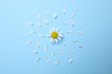 Açık mavi arka planda papatya çiçekli güzel kompozisyon, düz yatıyordu.