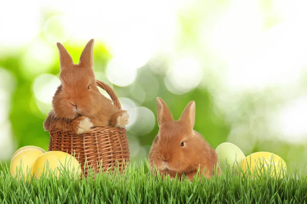 Hübsche Hasen Und Ostereier Auf Grünem Gras — Stockfoto