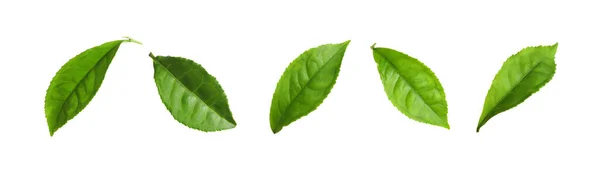 Σετ Από Φρέσκα Φύλλα Πράσινου Τσαγιού Λευκό Φόντο Σχεδιασμός Banner — Φωτογραφία Αρχείου