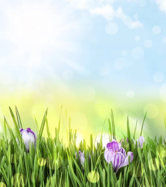 Fresh Green Grass Beautiful Crocus Flowers Sunny Day Spring Season — Stock Photo, Image