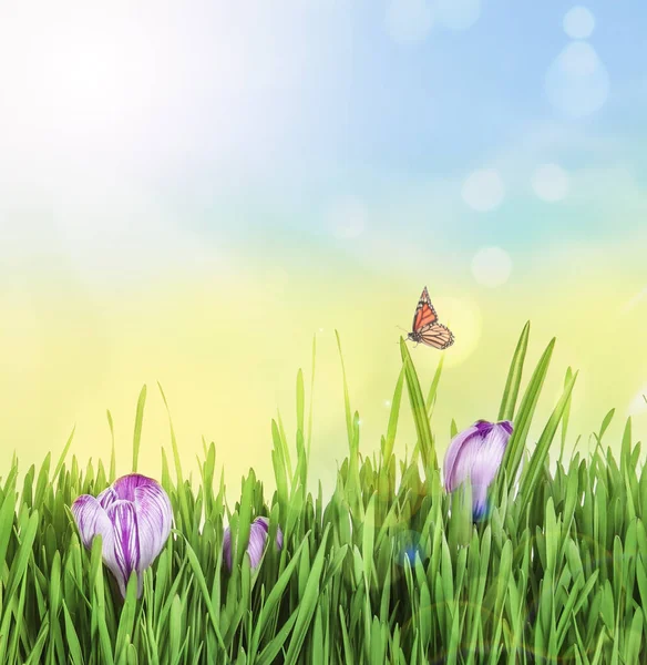 阳光明媚的日子里 青草鲜绿 番红花美丽 春季季节 — 图库照片