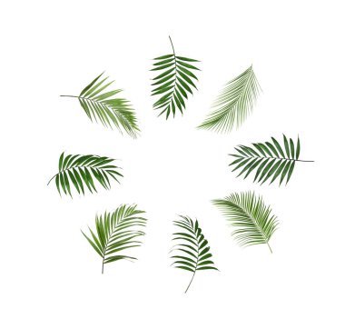 Beyaz arkaplanda tropikal yapraklar