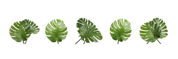 Набор Тропических Листьев Белом Фоне Баннерный Дизайн — стоковое фото