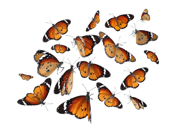 Set Molte Farfalle Volanti Dipinte Signora Sfondo Bianco — Foto Stock