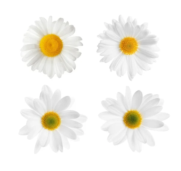 Set Med Vackra Kamomill Blommor Vit Bakgrund Ovanifrån — Stockfoto